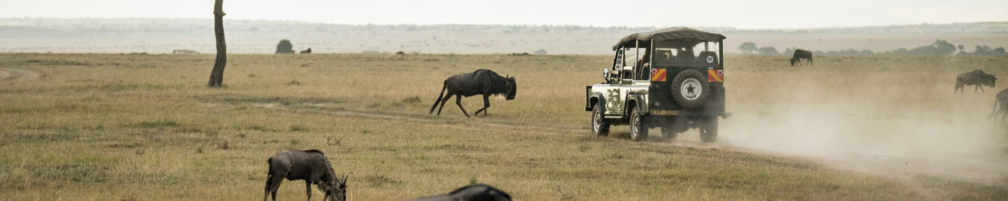 david-clode-YV_WwNH09cI-unsplash